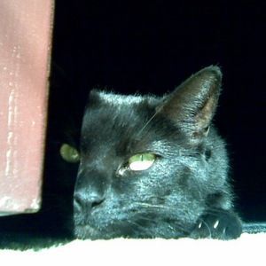 Meet your Posher, Robyn